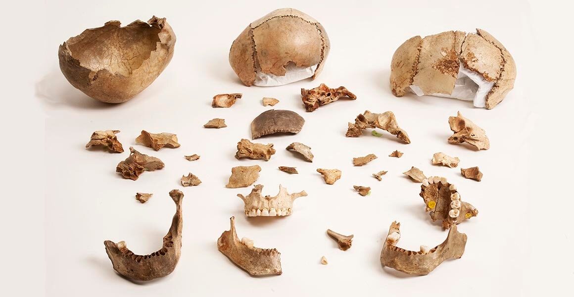 Skull Fragments