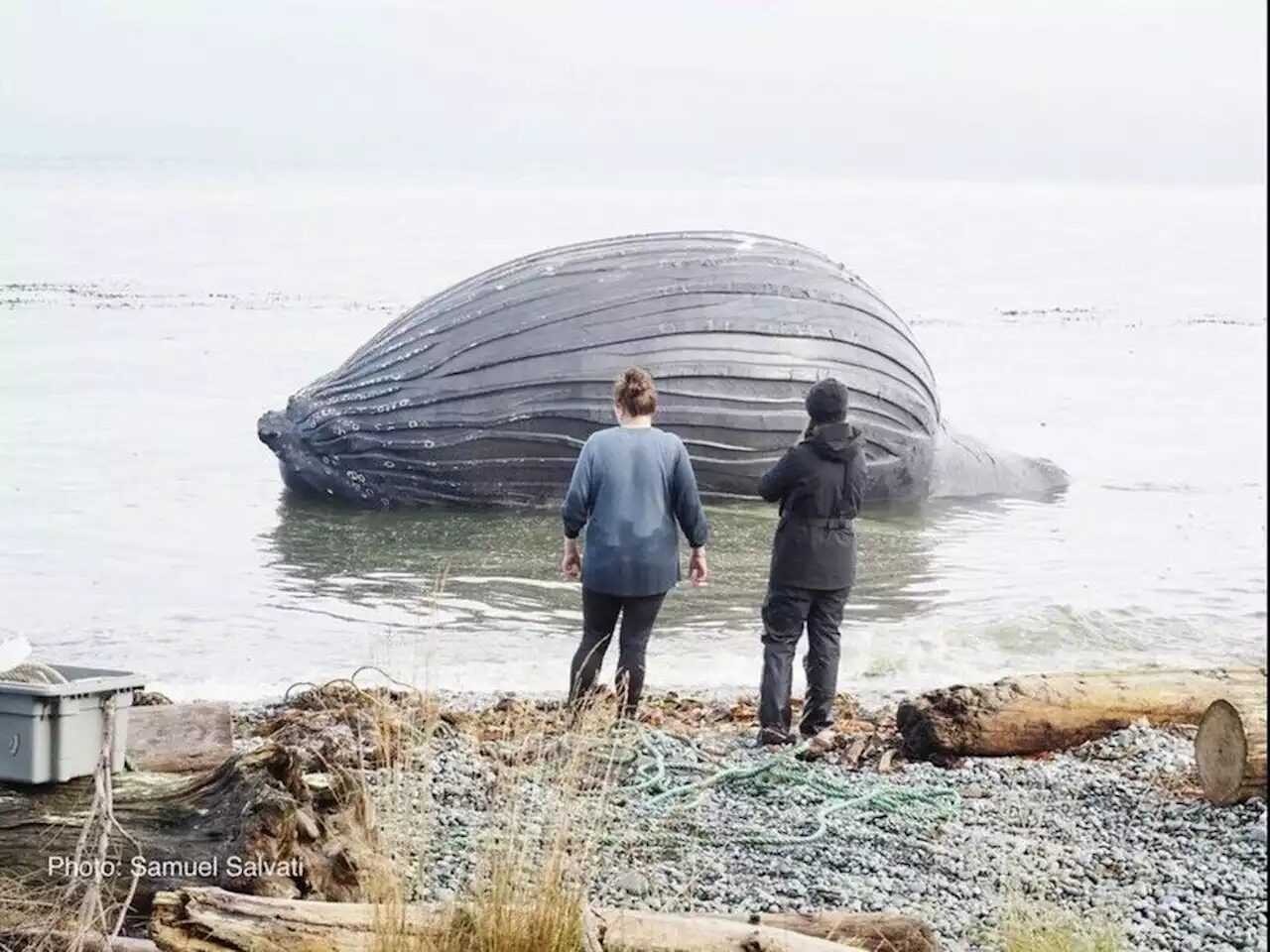 The body of a dead humpback whale floats off Malcolm Island.