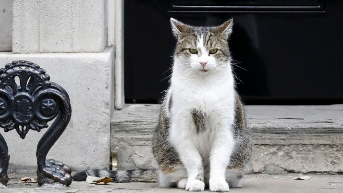 Larry cat downing street