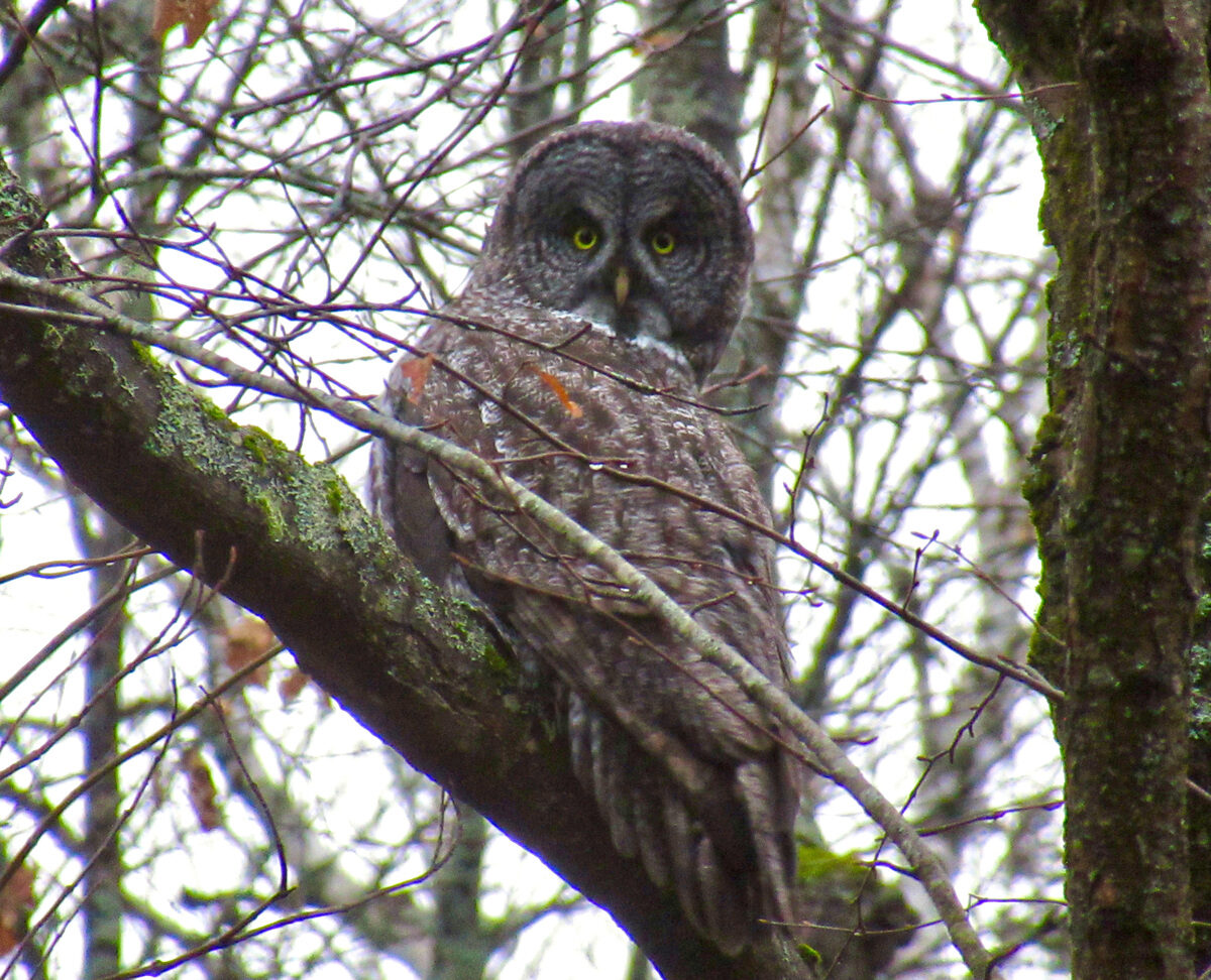 This great gray owl was spotted in October in Aro