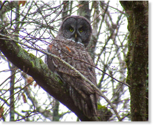 This great gray owl was spotted in October in Aro