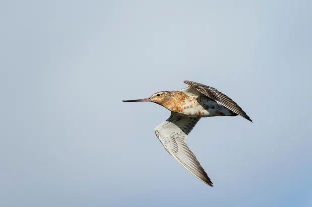 A juvenile bar-tailed godwit has flown from Alaska in the US to Tasmania in Australia, covering a record 13,560kms without stopping.