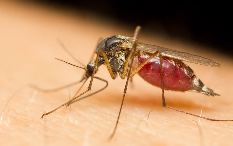 Click to enlarge Mosquito