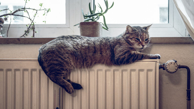 Cat on a radiator