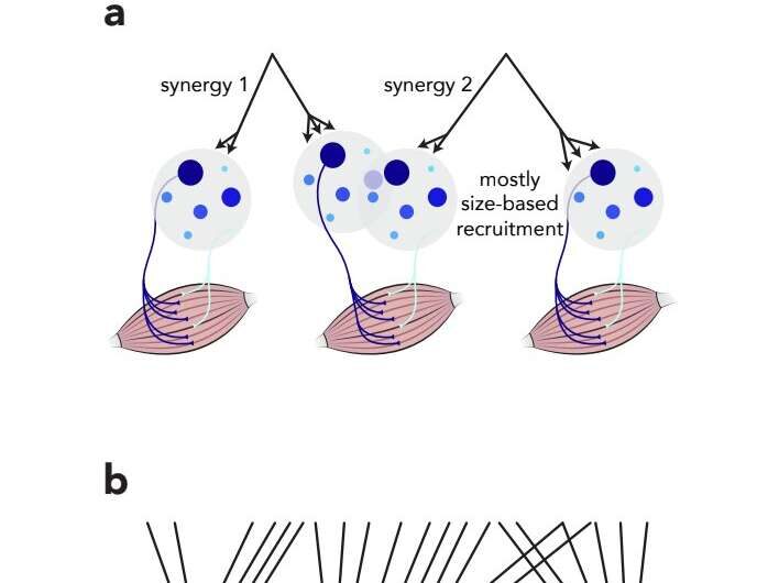 MOTOR NEURON spinal cord