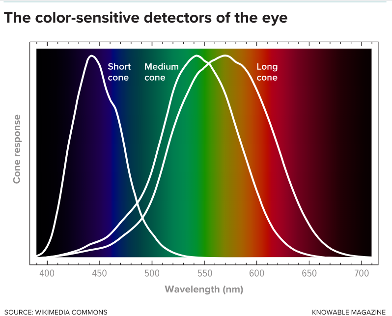 Color Detectors of Eye