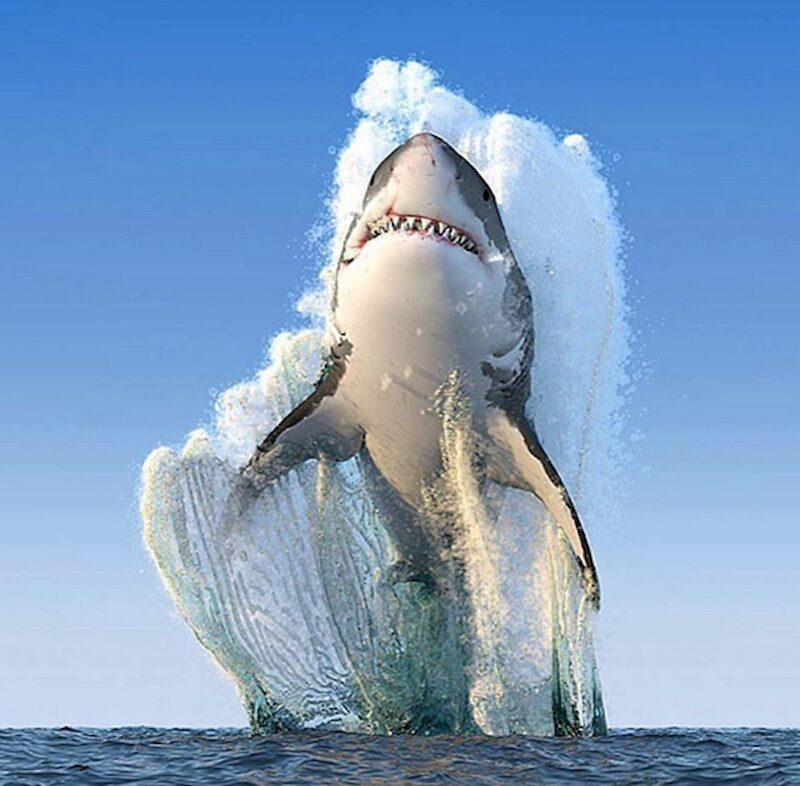 shark breeching