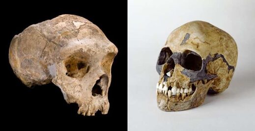Neanderthals Homo sapiens