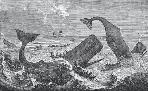 sperm whale engraving whaling ships