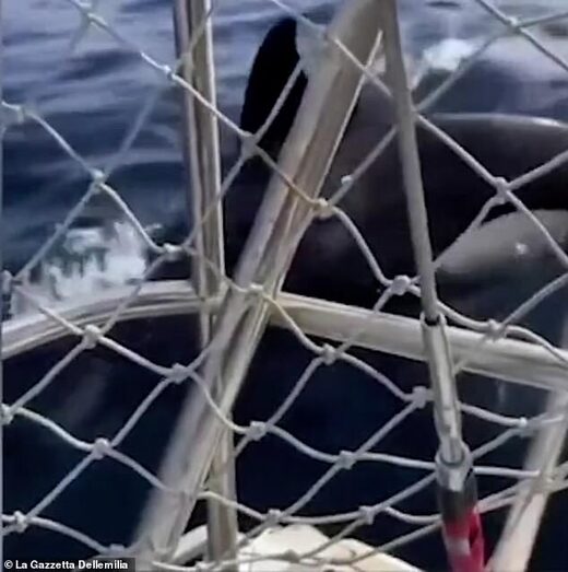 Terrifying moment pod of 7 orcas SINK a sailing yacht off Portugal