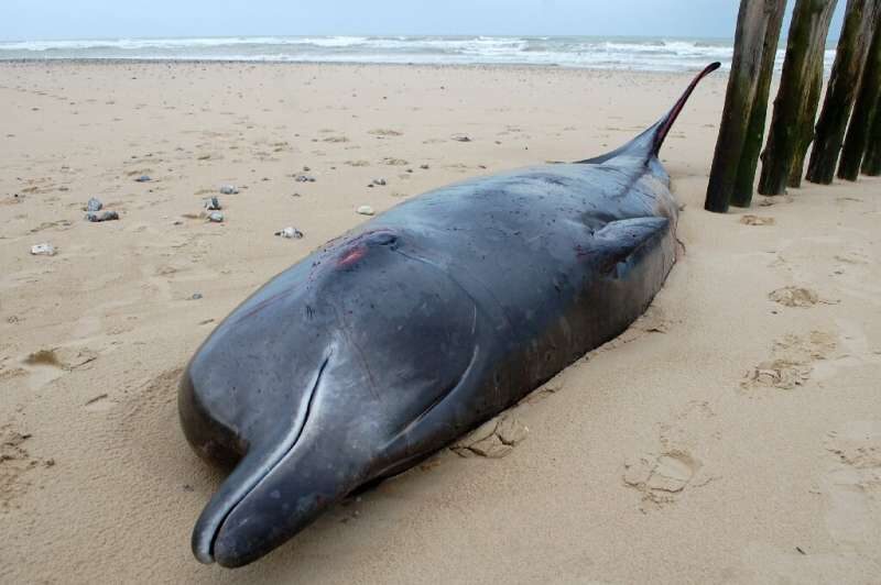 Northern beaked whales are rarely seen this far south of the Arctic.