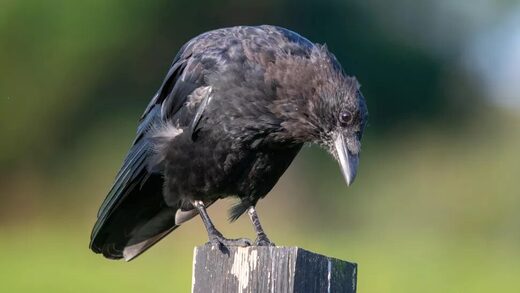 Crows outthink monkeys, can grasp recursive patterns
