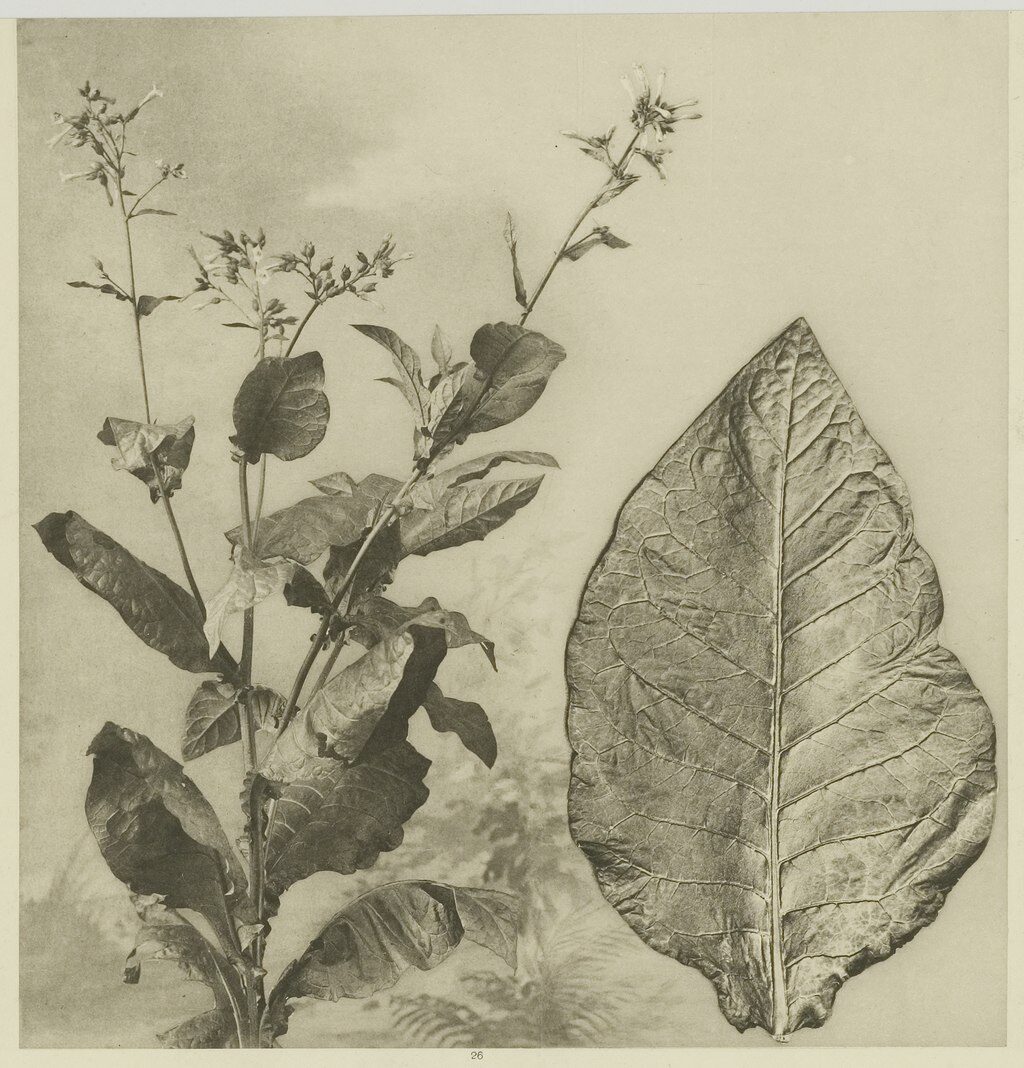 tobacco illustration
