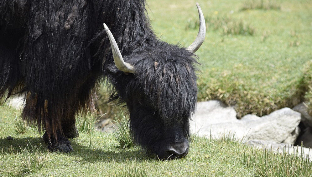 Click to enlarge yak grazing