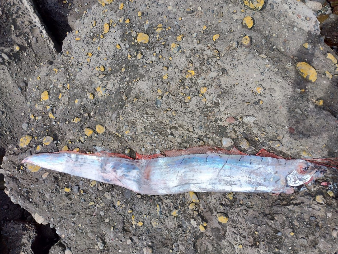 Click to enlarge A 15-foot oarfish — thought to be a harbinger of impending earthquakes — washed ashore in Chile.