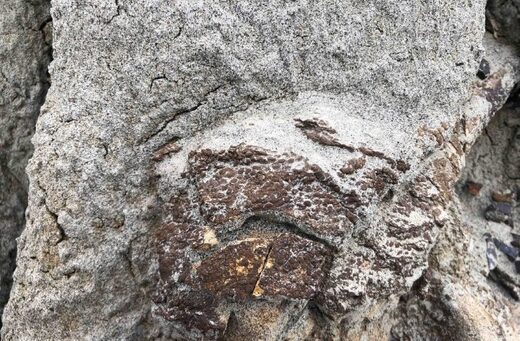 fossil  dinosaur skin alberta canada