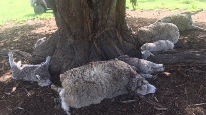 Three ewes and nine lambs were discovered dead after being struck by lightning beneath a totara tree on an Ōhingaiti farm last week.