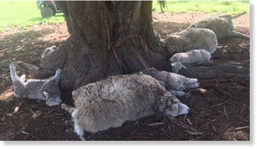 Three ewes and nine lambs were discovered dead after being struck by lightning beneath a totara tree on an Ōhingaiti farm last week.