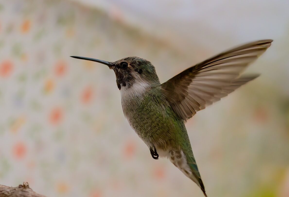 Click to enlarge Costa’s Hummingbird