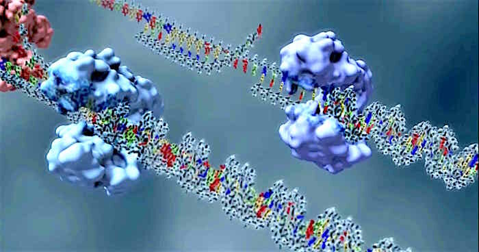 topoisomerase
