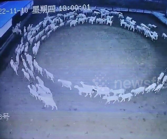 sheep circle