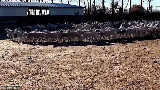 sheep circle