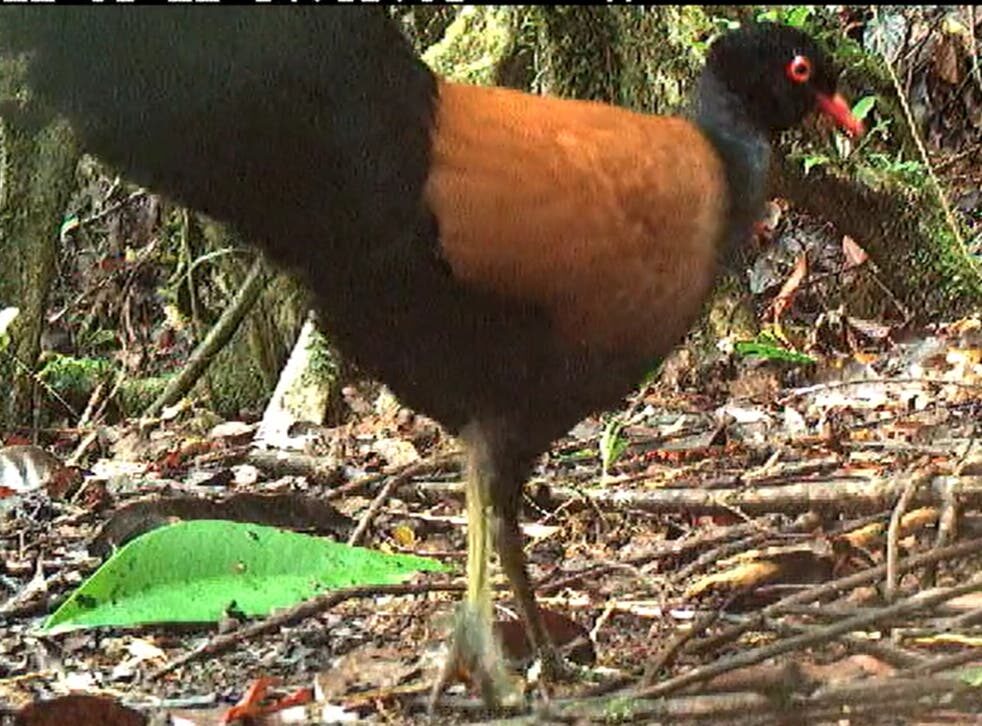 The bird hadn't been sighted since 1882