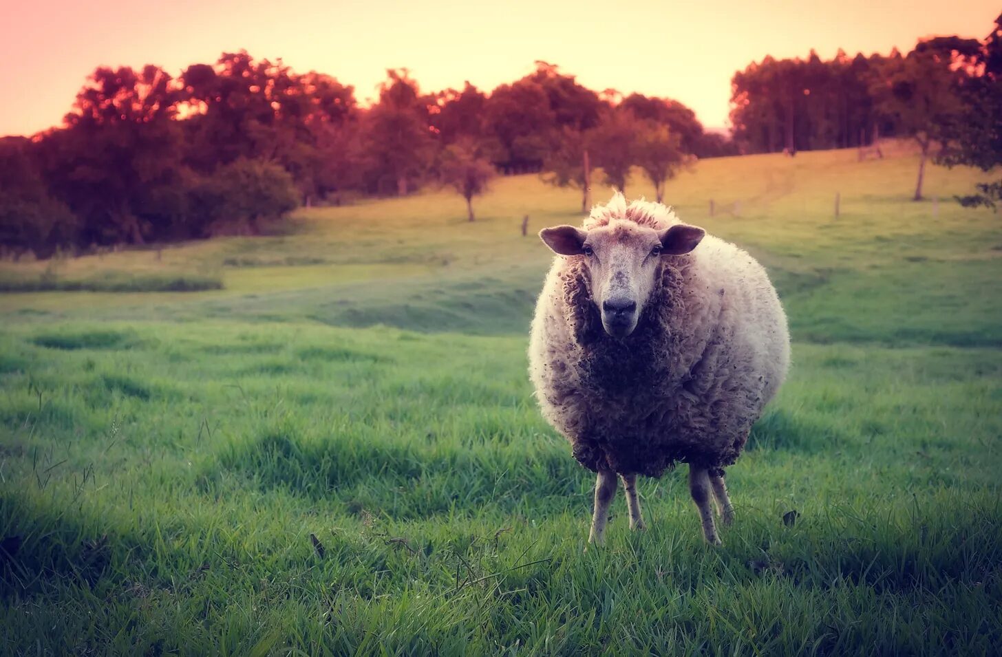 Click to enlarge Sheep