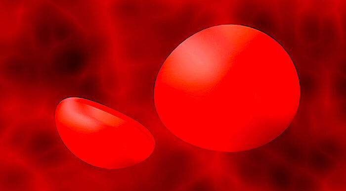 red blood cells