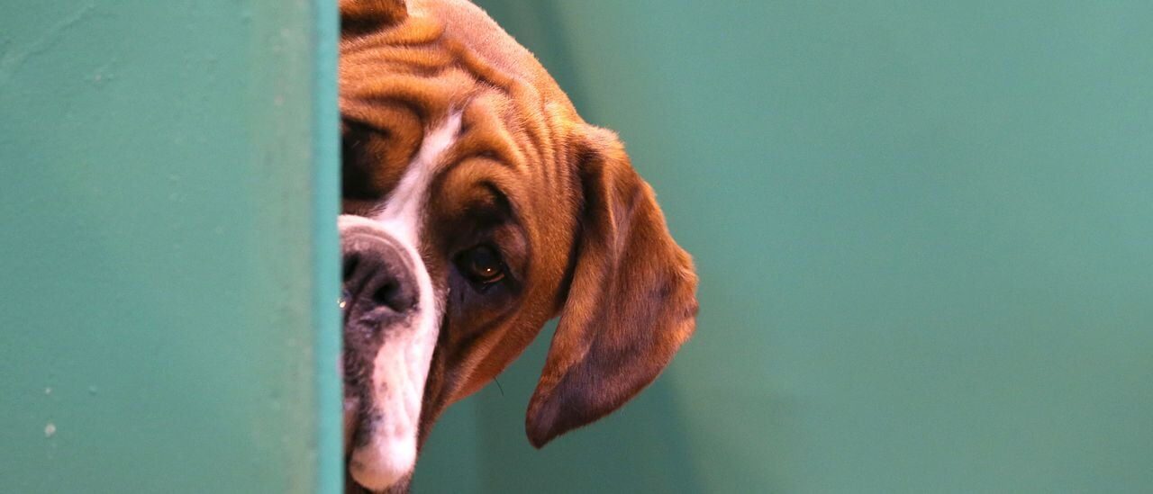 dog peaking around corner
