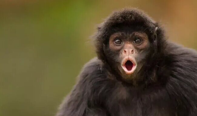 Click to enlarge monkey