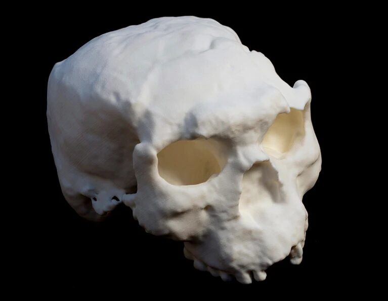 homo erectus