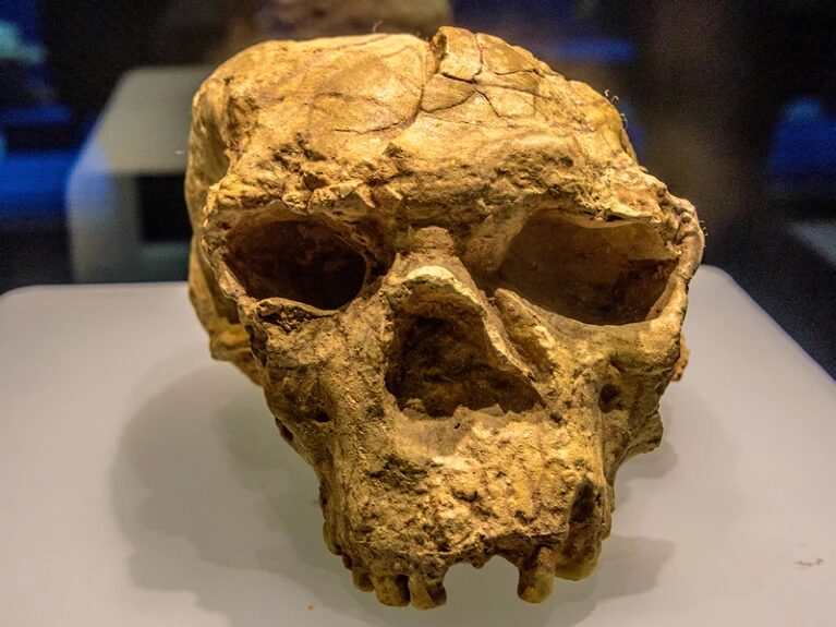 Click to enlarge homo erectus