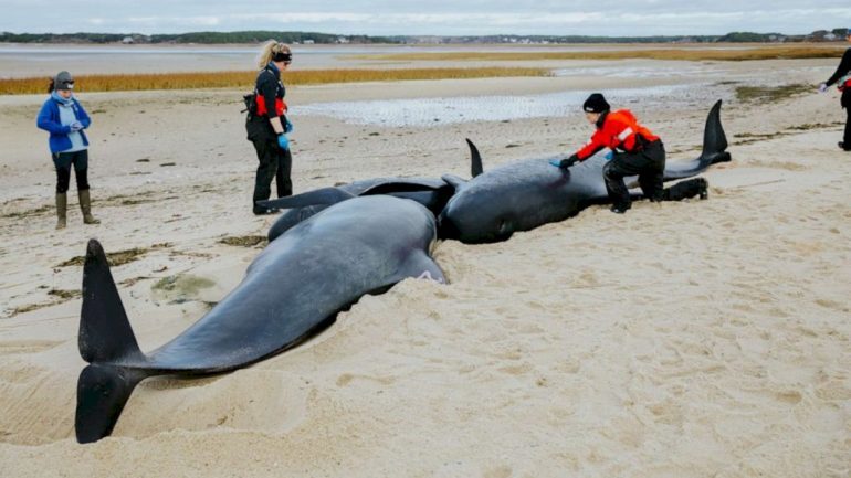 The pilot whales were found stranded on a Massachusetts beach