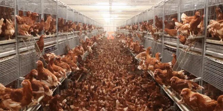 Click to enlarge chickens