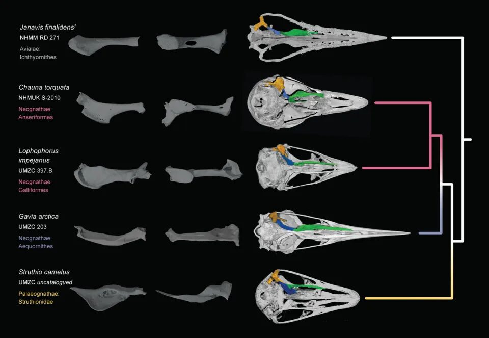 Click to enlarge Janavis finalidens bird fossil