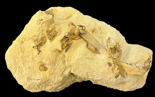 Click to enlarge bird fossil