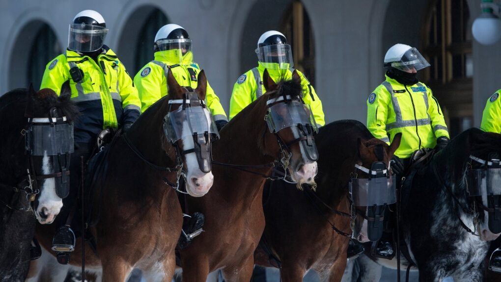 Click to enlarge Canadian Police Horse