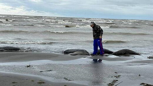 1,700 endangered seals wash ashore on Russia's Caspian Sea shore
