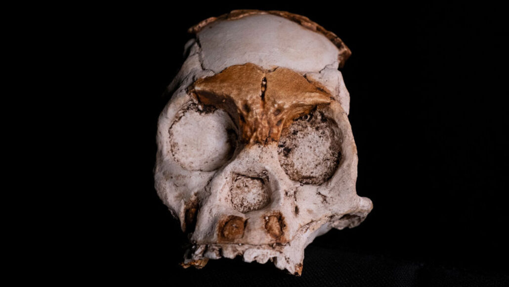 Homo Naledi Skull