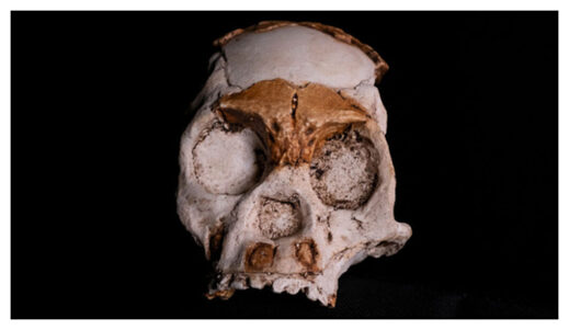 Homo Naledi Skull