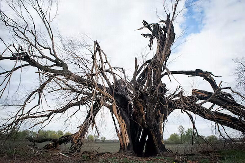lightning tree exploded