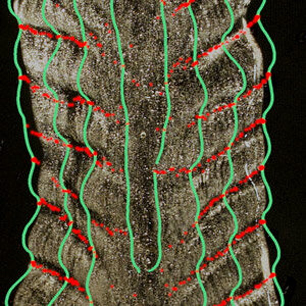 icicle formation ripples growth pattern