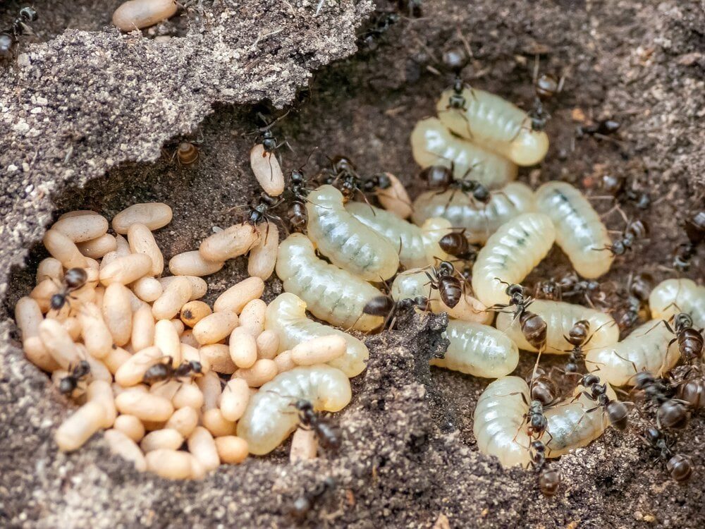 Ant species