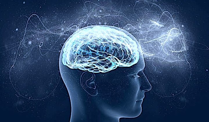 Brain