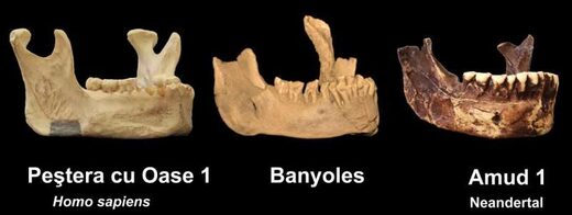 65,000-year-old jawbone may represent earliest presence of humans in Europe