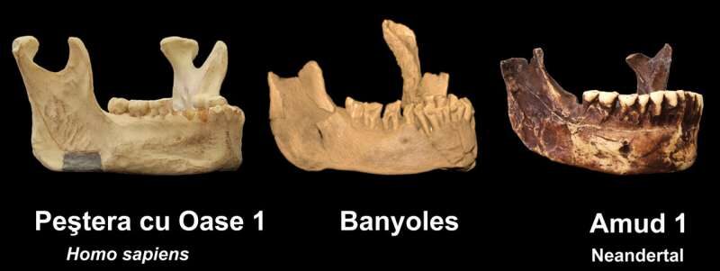 Neandertal human