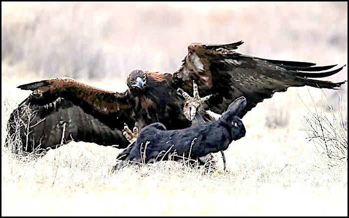 Eagle/prey