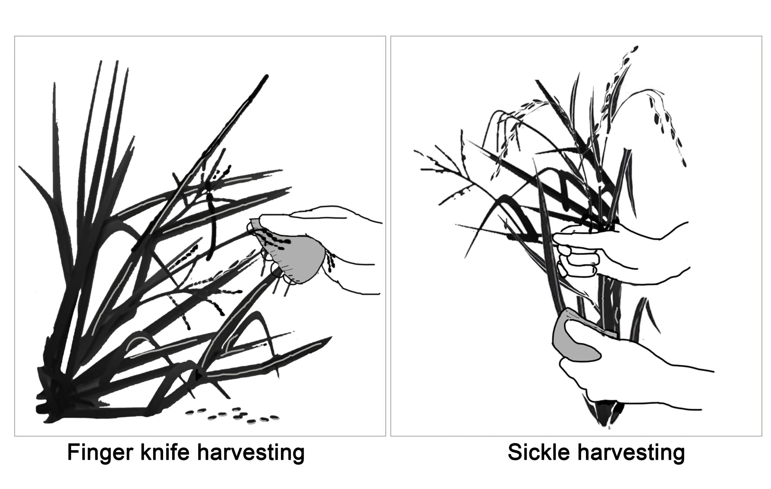 Click to enlarge Rice Harvesting