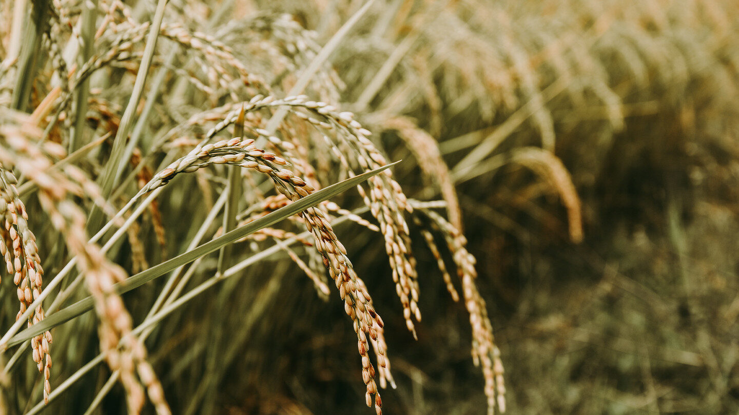 Click to enlarge Rice plants growing.